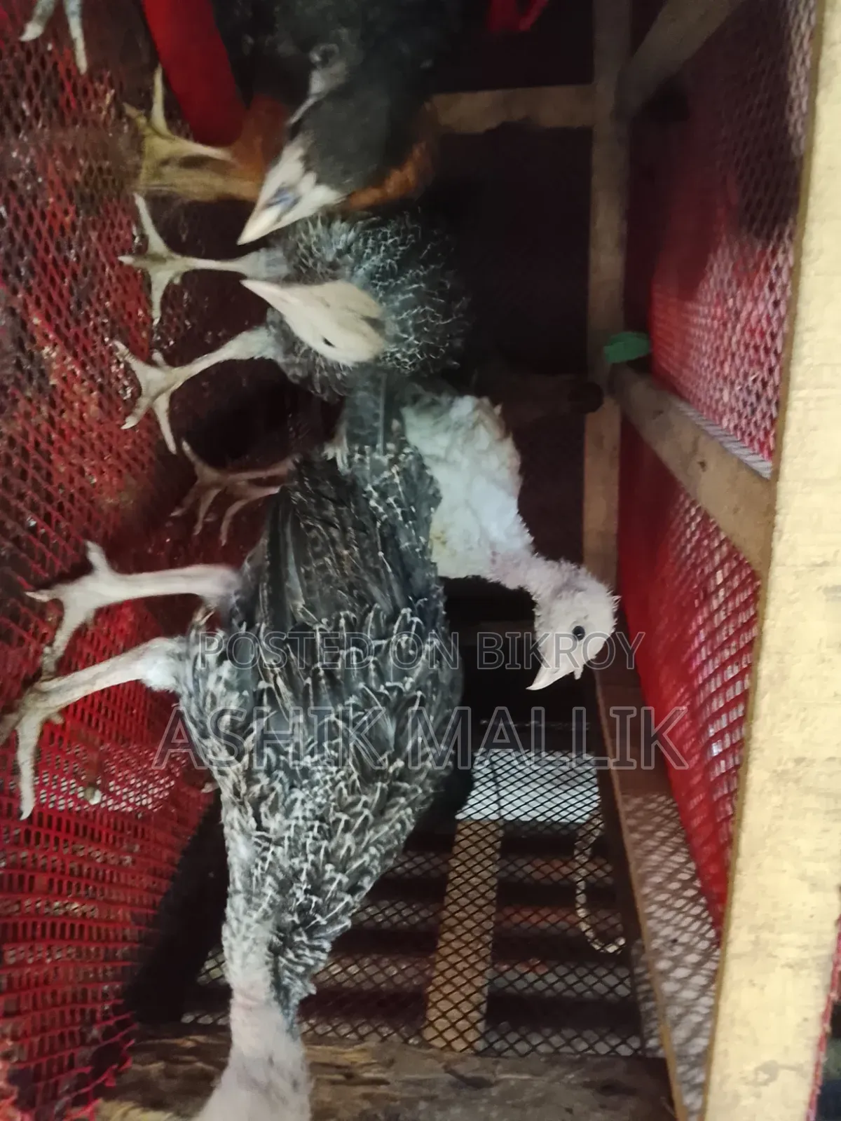 Local Ducks