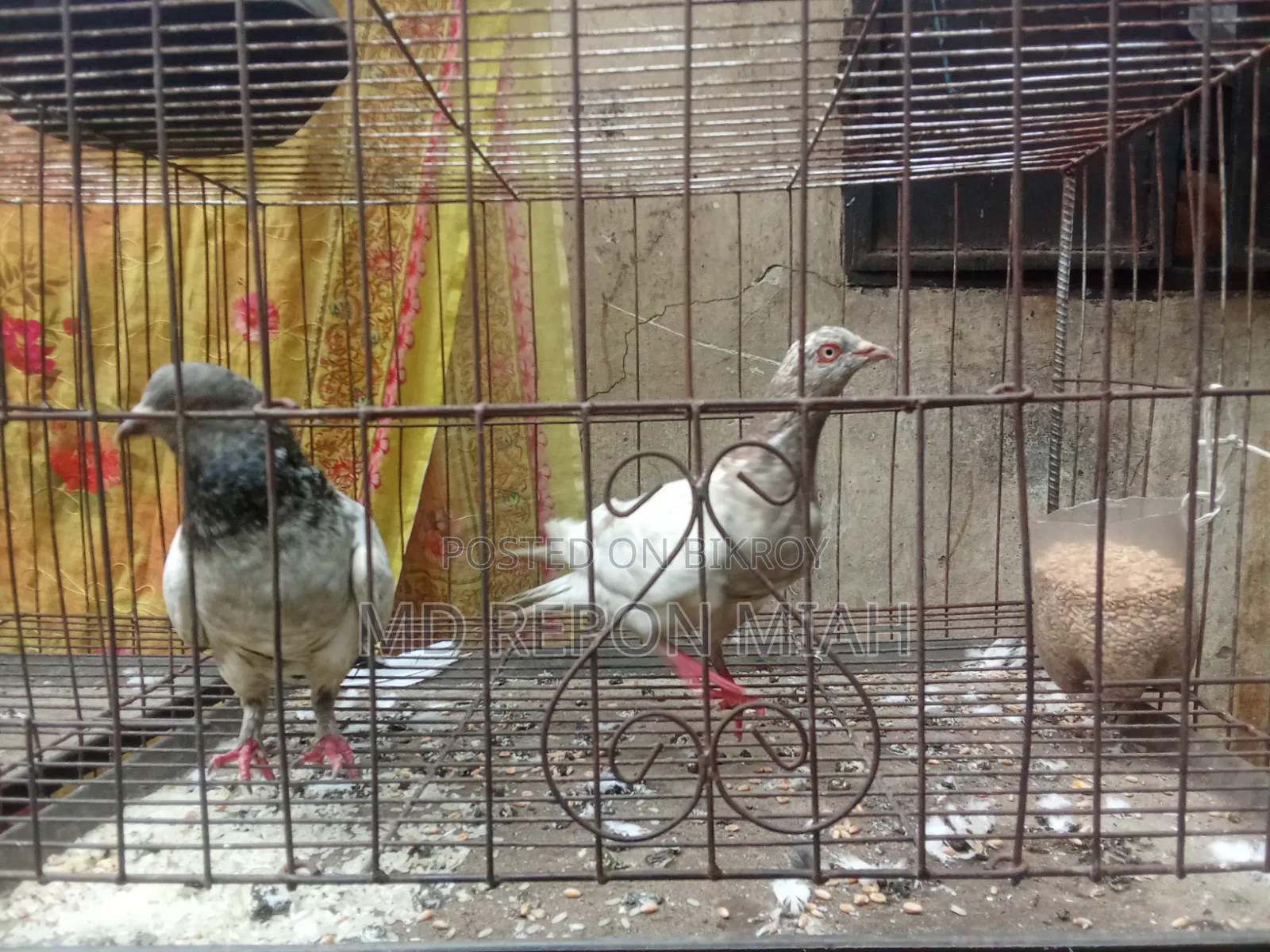 05 Pairs of Pigeons with 08 Compartment Cage