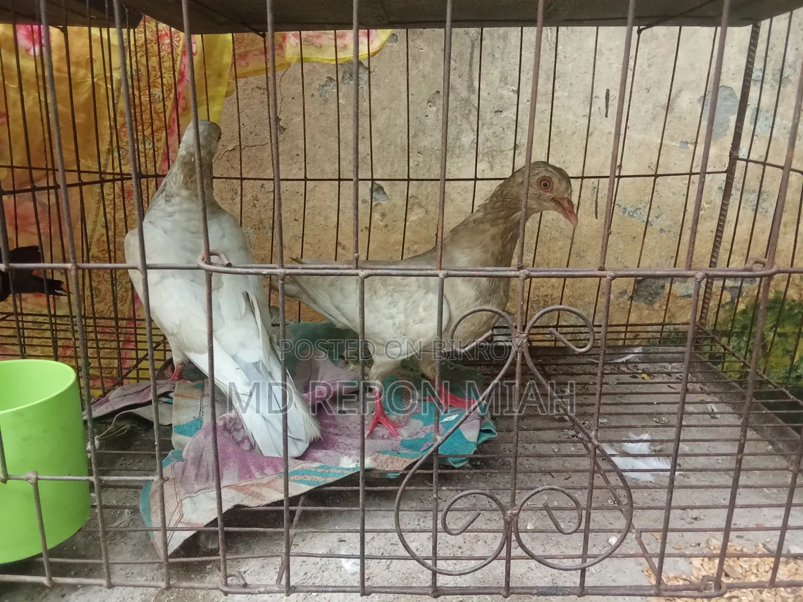 05 Pairs of Pigeons with 08 Compartment Cage