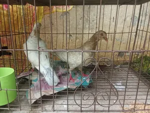 05 Pairs of Pigeons with 08 Compartment Cage