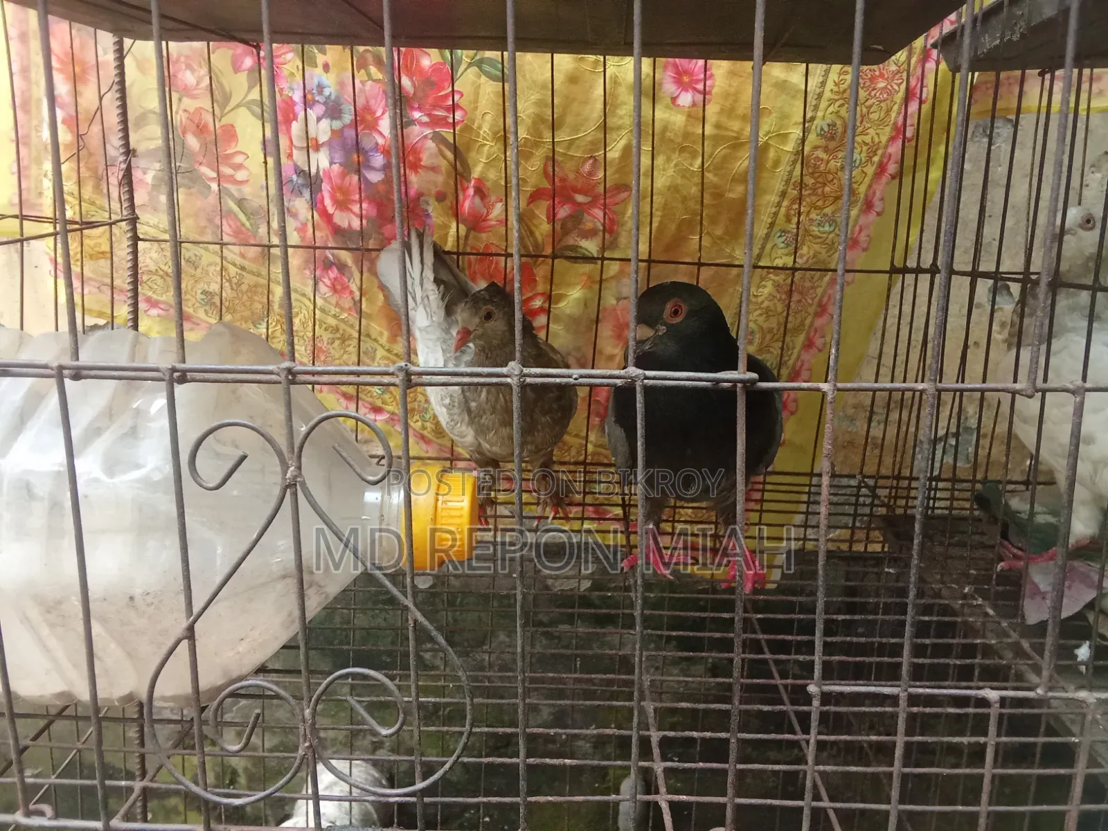 05 Pairs of Pigeons with 08 Compartment Cage