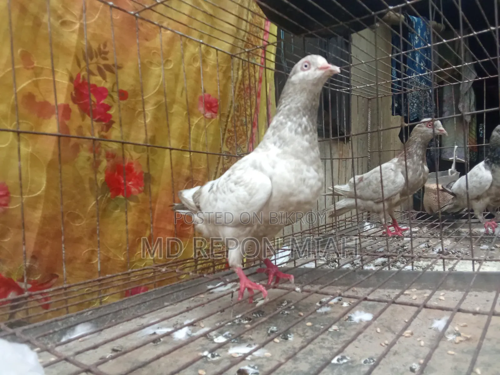 05 Pairs of Pigeons with 08 Compartment Cage