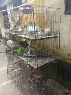 05 Pairs of Pigeons with 08 Compartment Cage