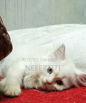 1-3 Months Female Purebred Persian