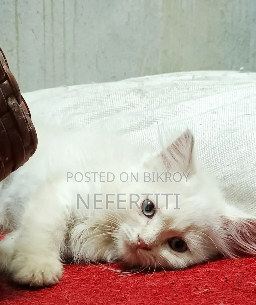 1-3 Months Female Purebred Persian