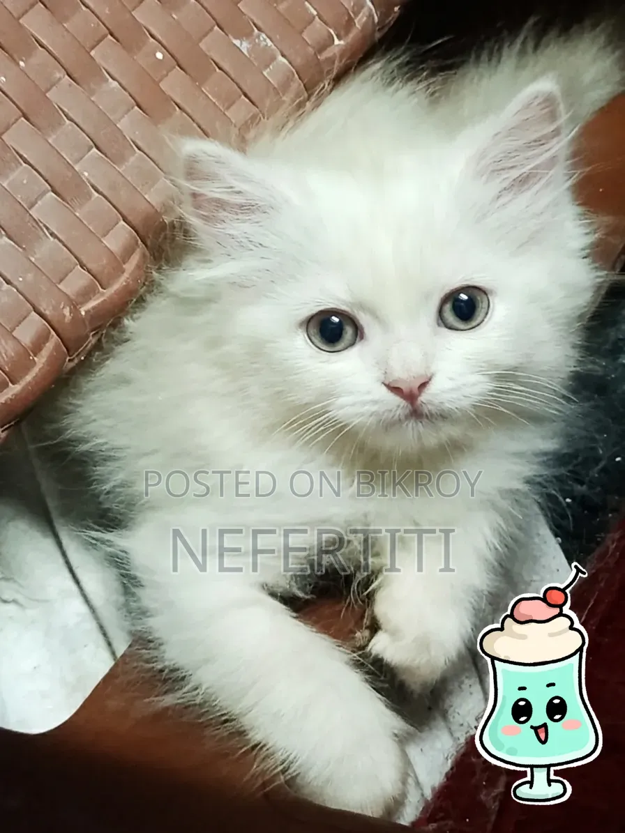 1-3 Months Female Purebred Persian