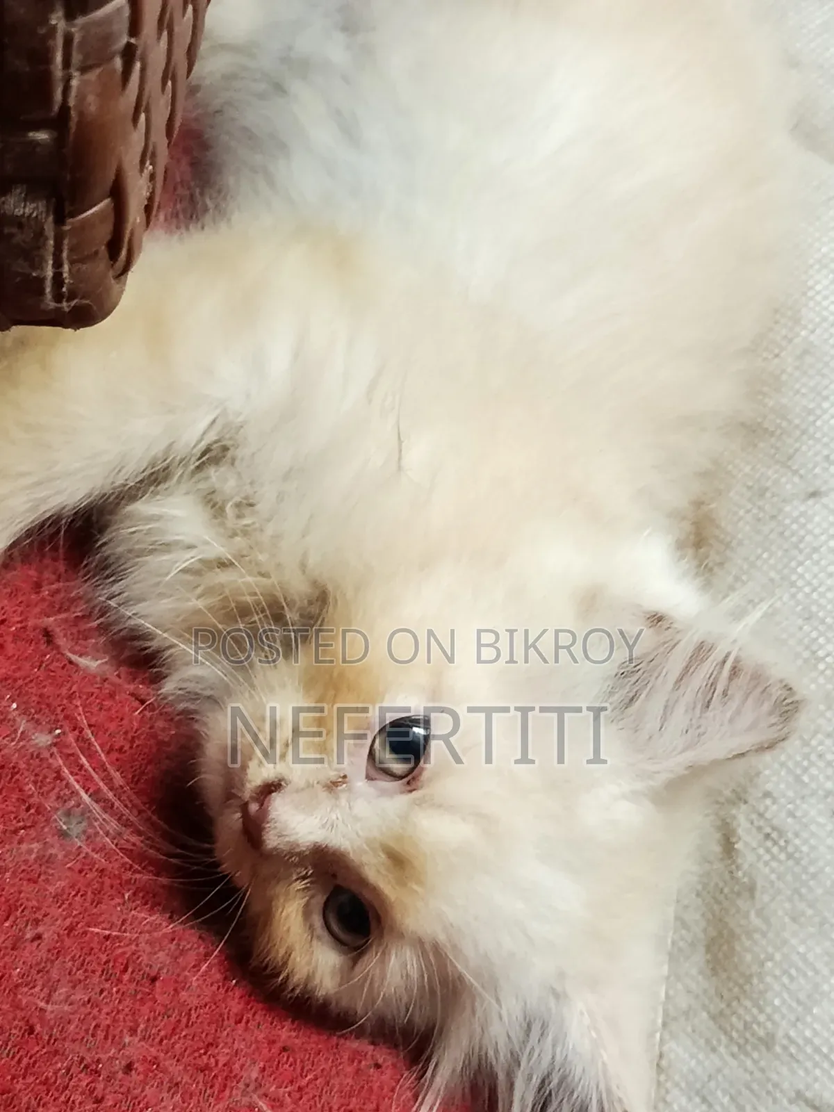 1-3 Months Female Purebred Persian