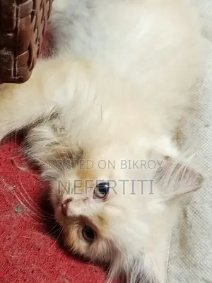 1-3 Months Female Purebred Persian
