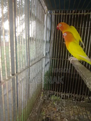 Red Eye Yellow Fisher with eggs will be sold.