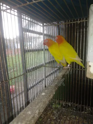 Red Eye Yellow Fisher with eggs will be sold.