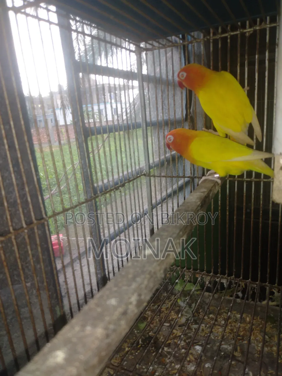 Red Eye Yellow Fisher with eggs will be sold.