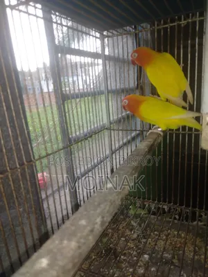 Red Eye Yellow Fisher with eggs will be sold.