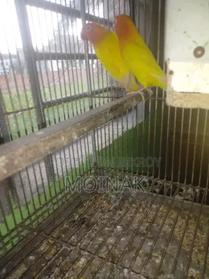 Red Eye Yellow Fisher with eggs will be sold.