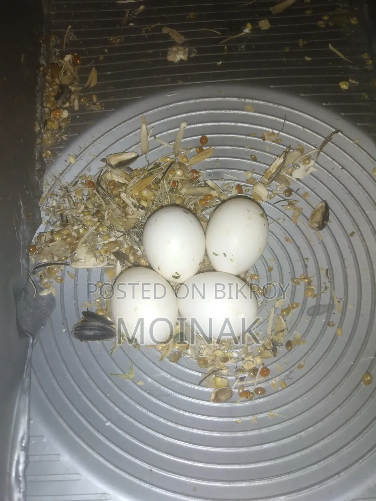 Red Eye Yellow Fisher with eggs will be sold.