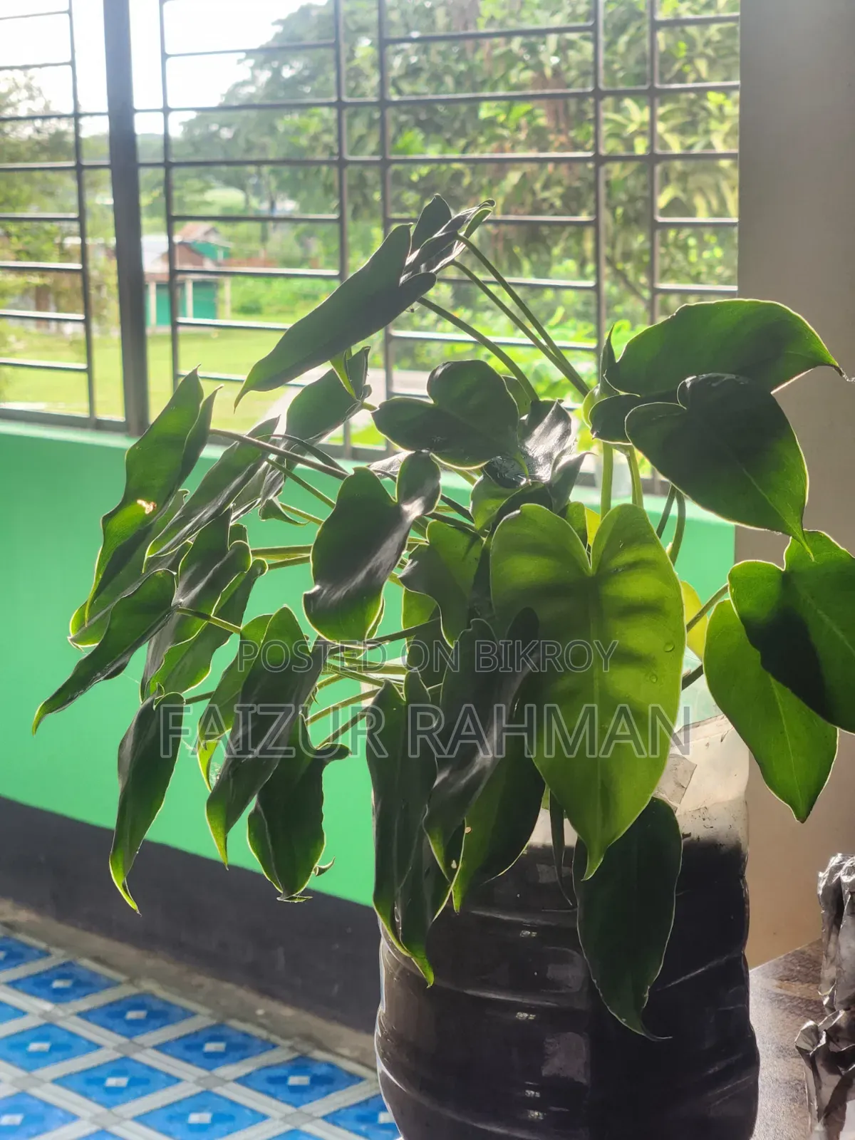 Ornamental Kochu Plant