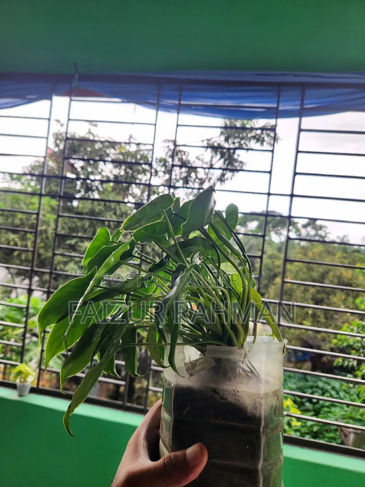 Ornamental Kochu Plant