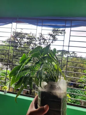 Ornamental Kochu Plant