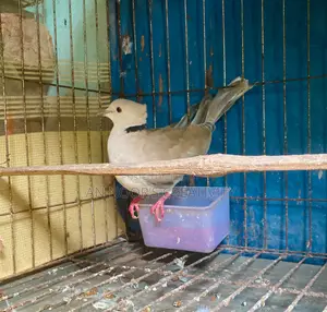Gray Chital Female Dove