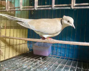 Gray Chital Female Dove