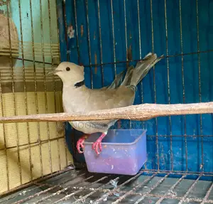 Gray Chital Female Dove