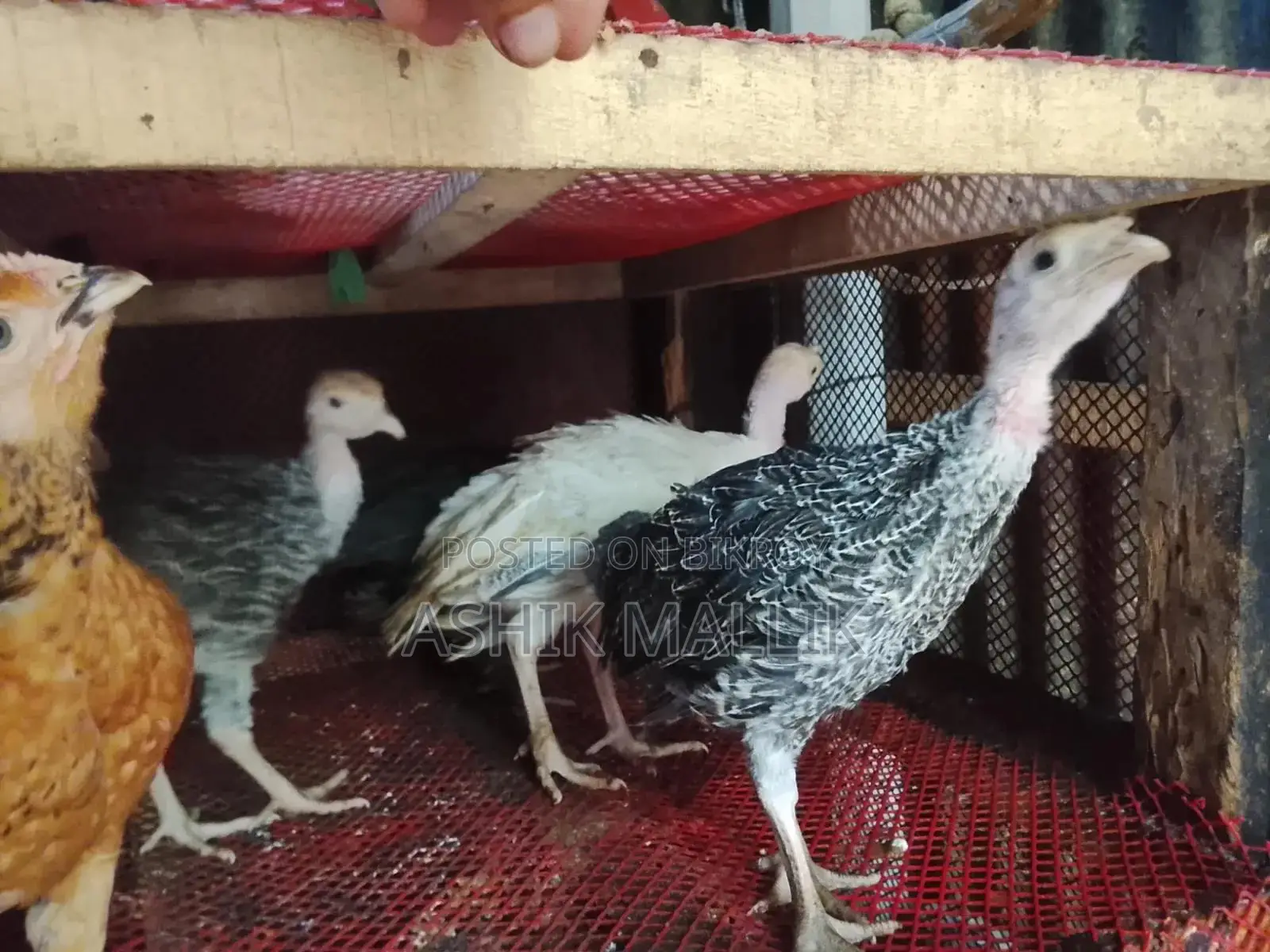 Local Ducks
