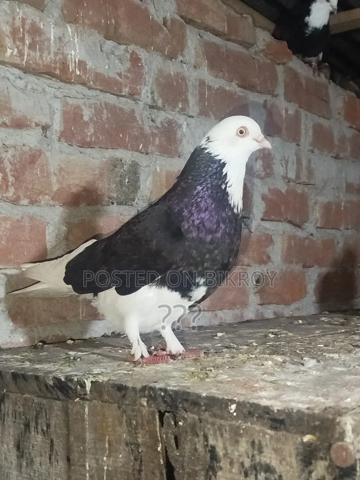 Gorra Pigeon