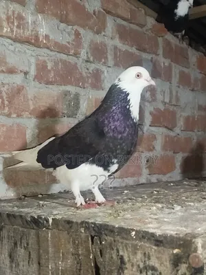 Gorra Pigeon