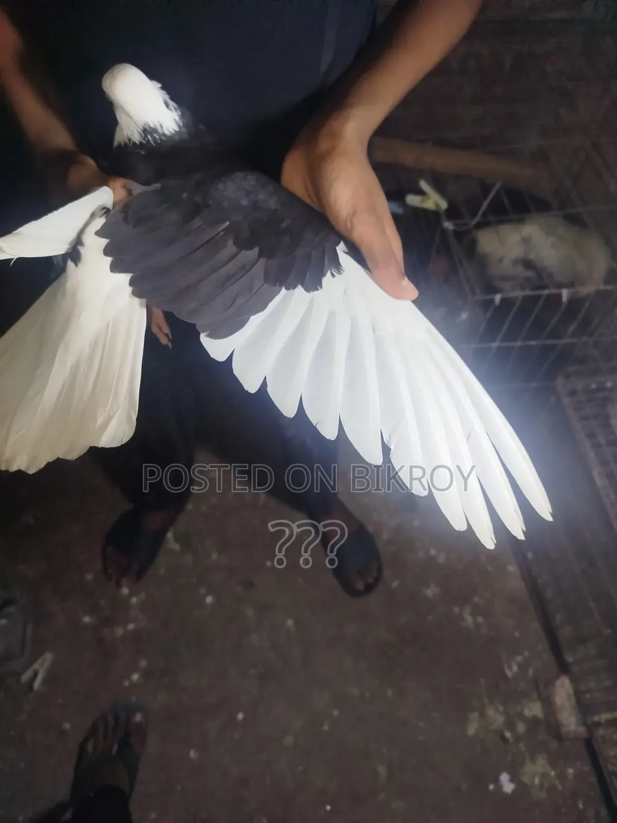 Gorra Pigeon