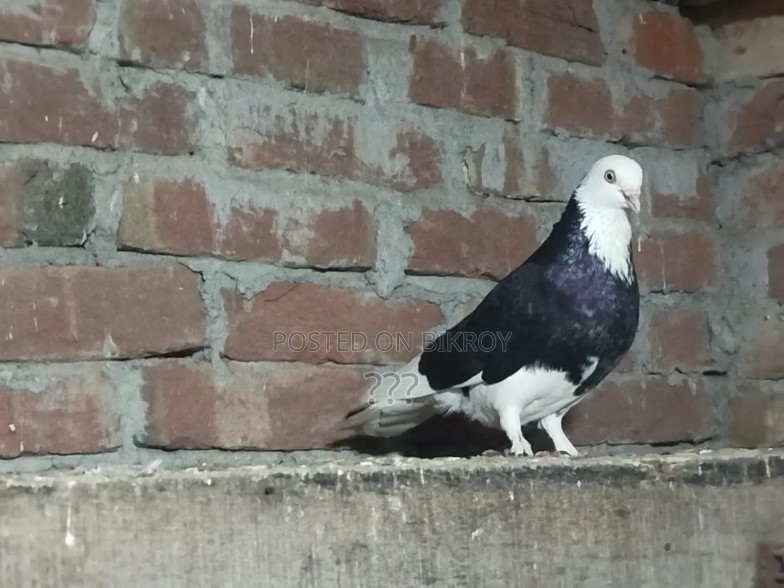 Gorra Pigeon