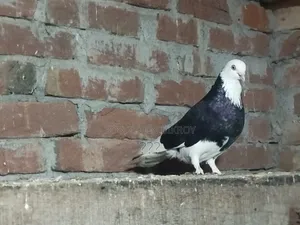 Gorra Pigeon