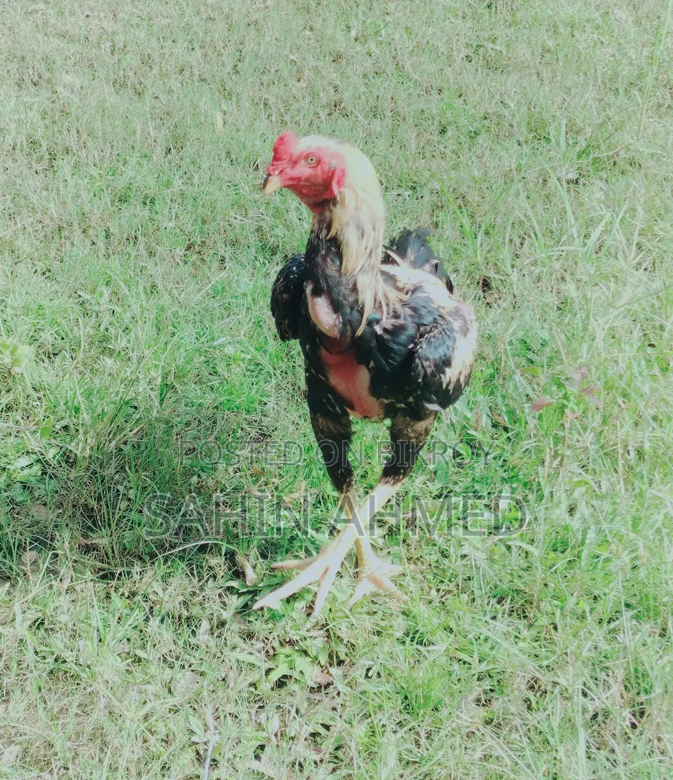 Asil Rooster