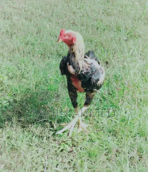 Asil Rooster