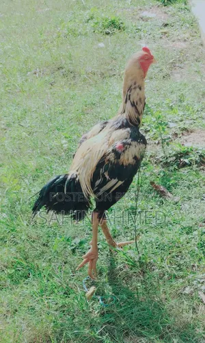 Asil Rooster