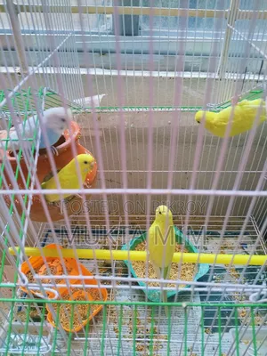 Budgerigar Birds with Cage