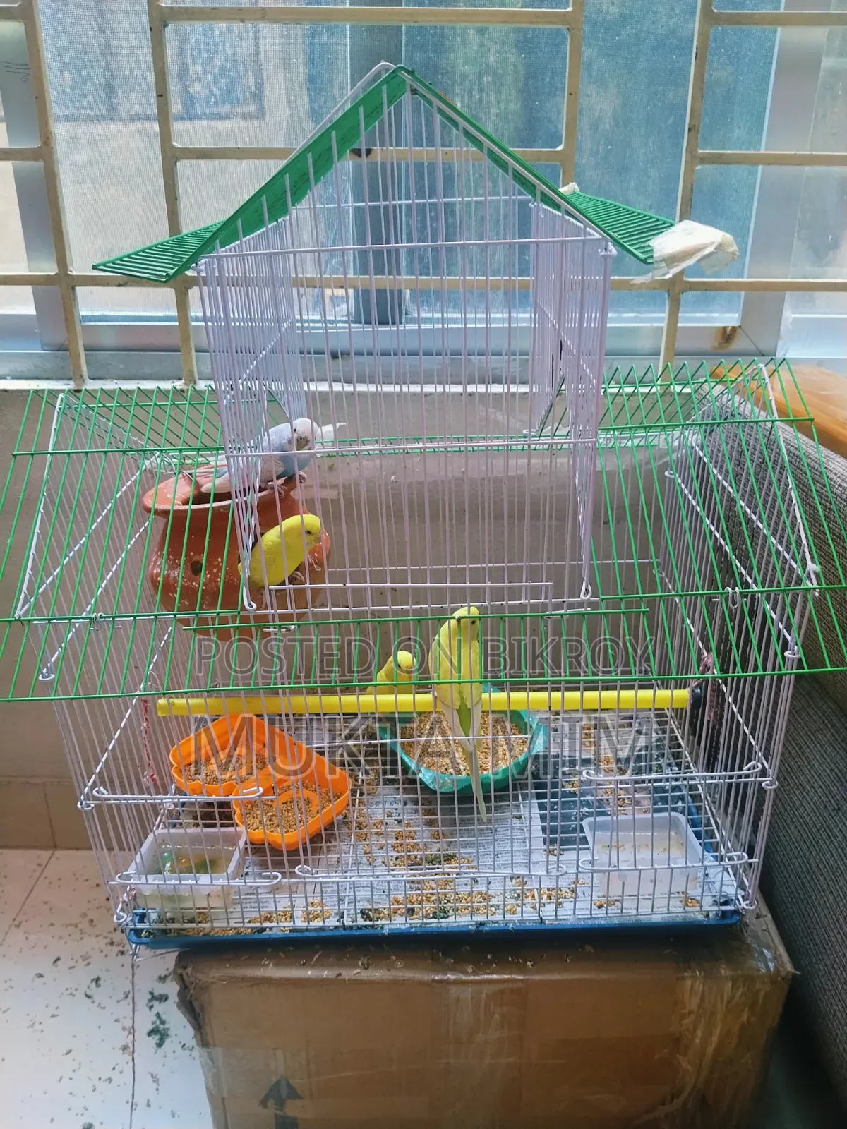Budgerigar Birds with Cage