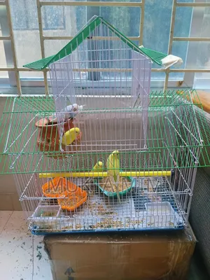 Budgerigar Birds with Cage
