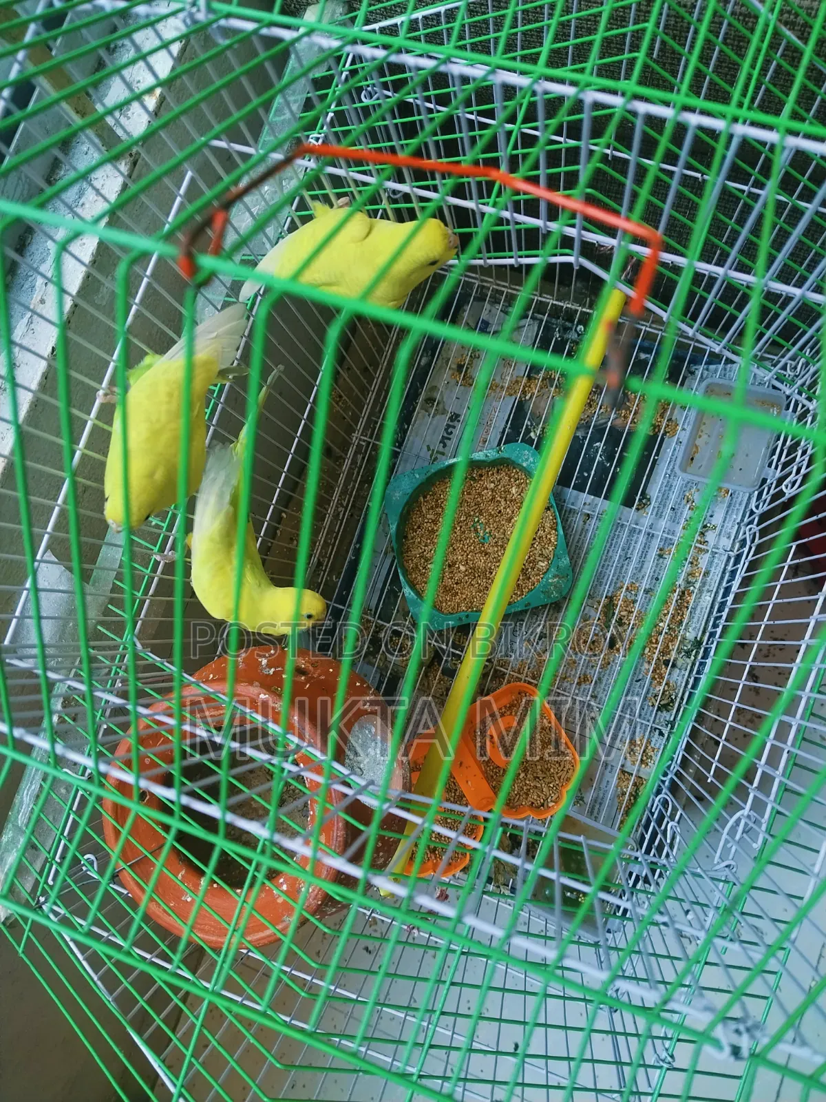 Budgerigar Birds with Cage