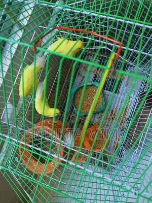 Budgerigar Birds with Cage