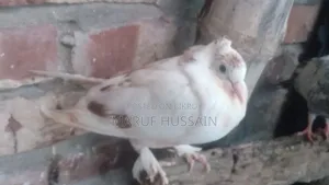 Homing Pigeon