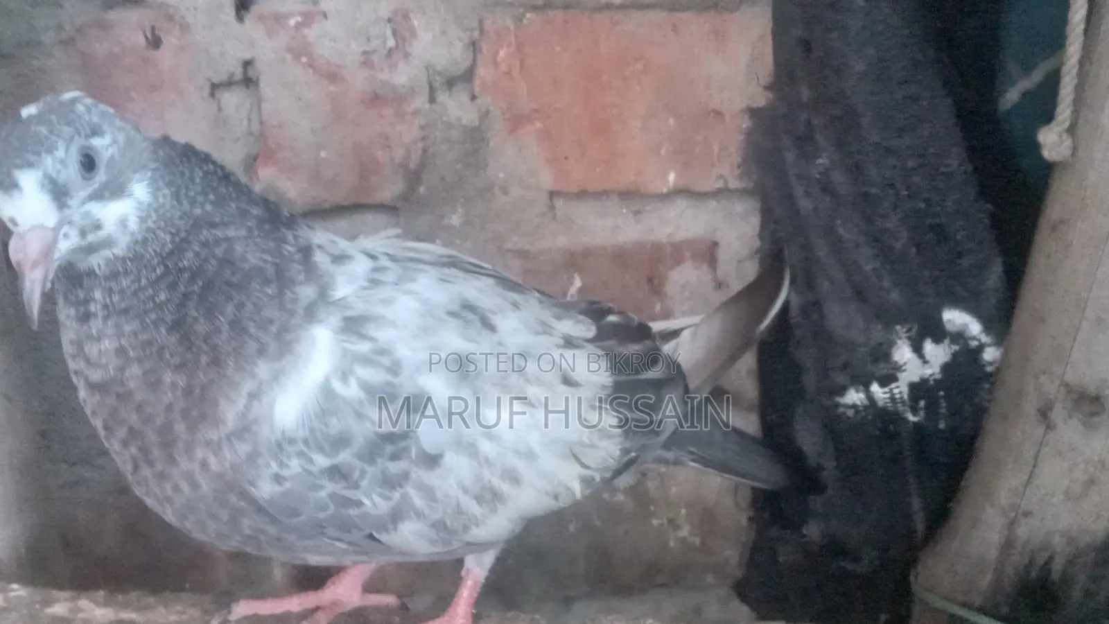 Homing Pigeon