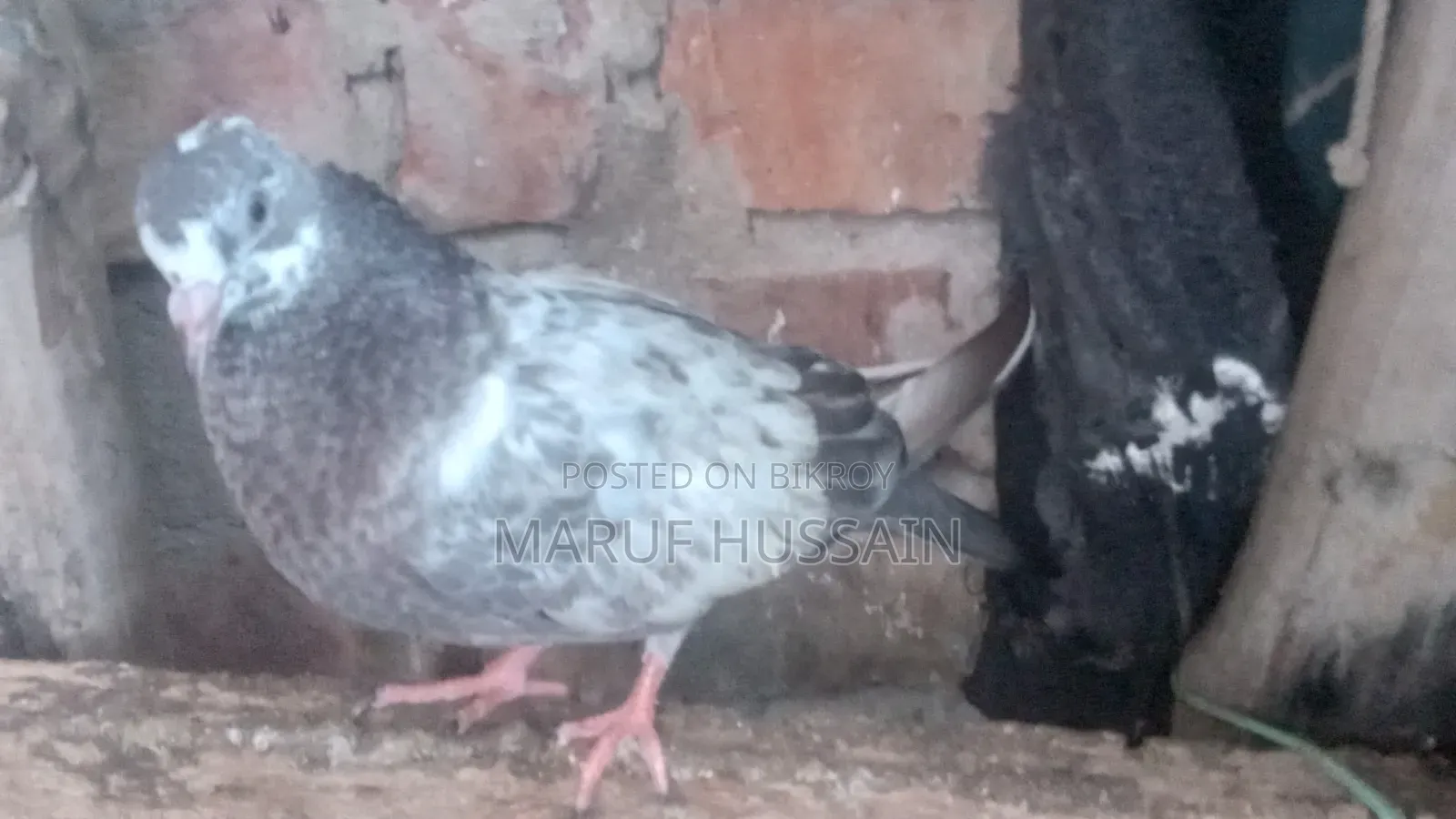 Homing Pigeon