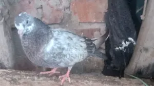 Homing Pigeon