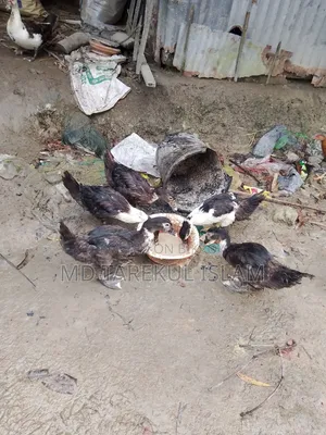 4 Months Old Chinese Duck