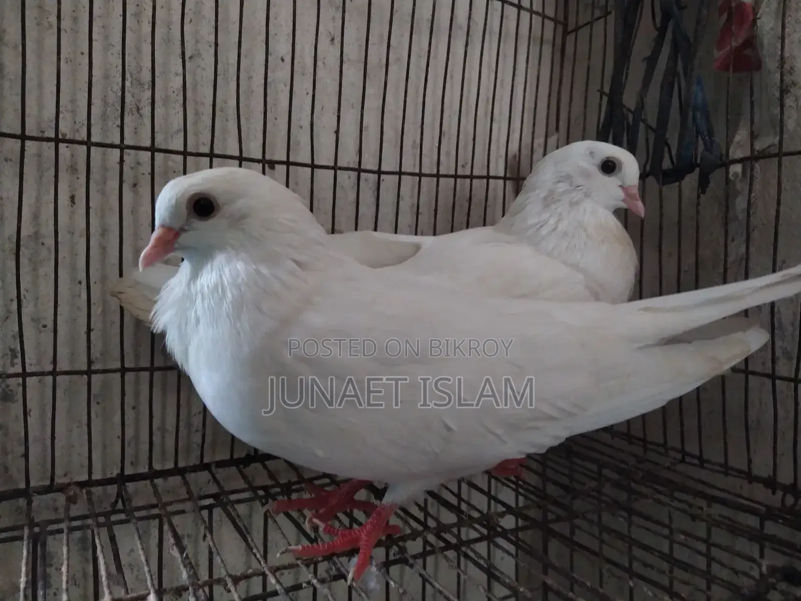 Kagzi Pigeon, Running Pair for Sale