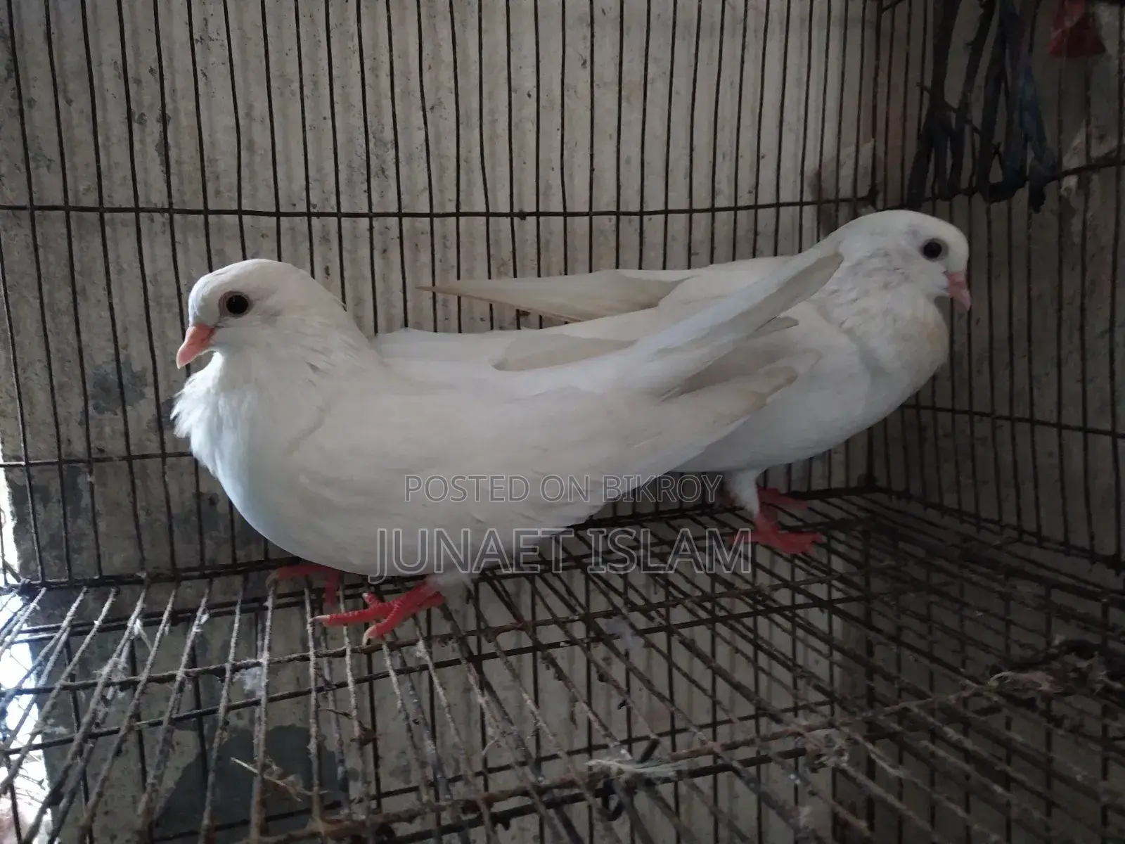 Kagzi Pigeon, Running Pair for Sale