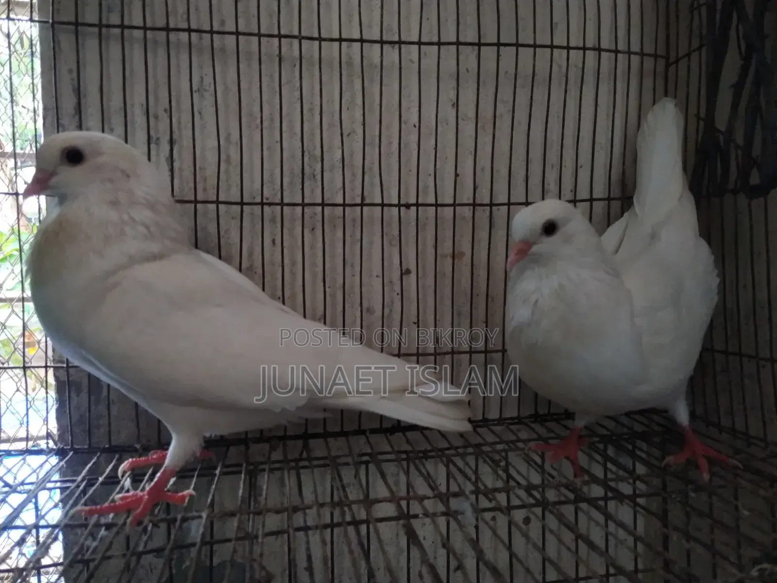 Kagzi Pigeon, Running Pair for Sale