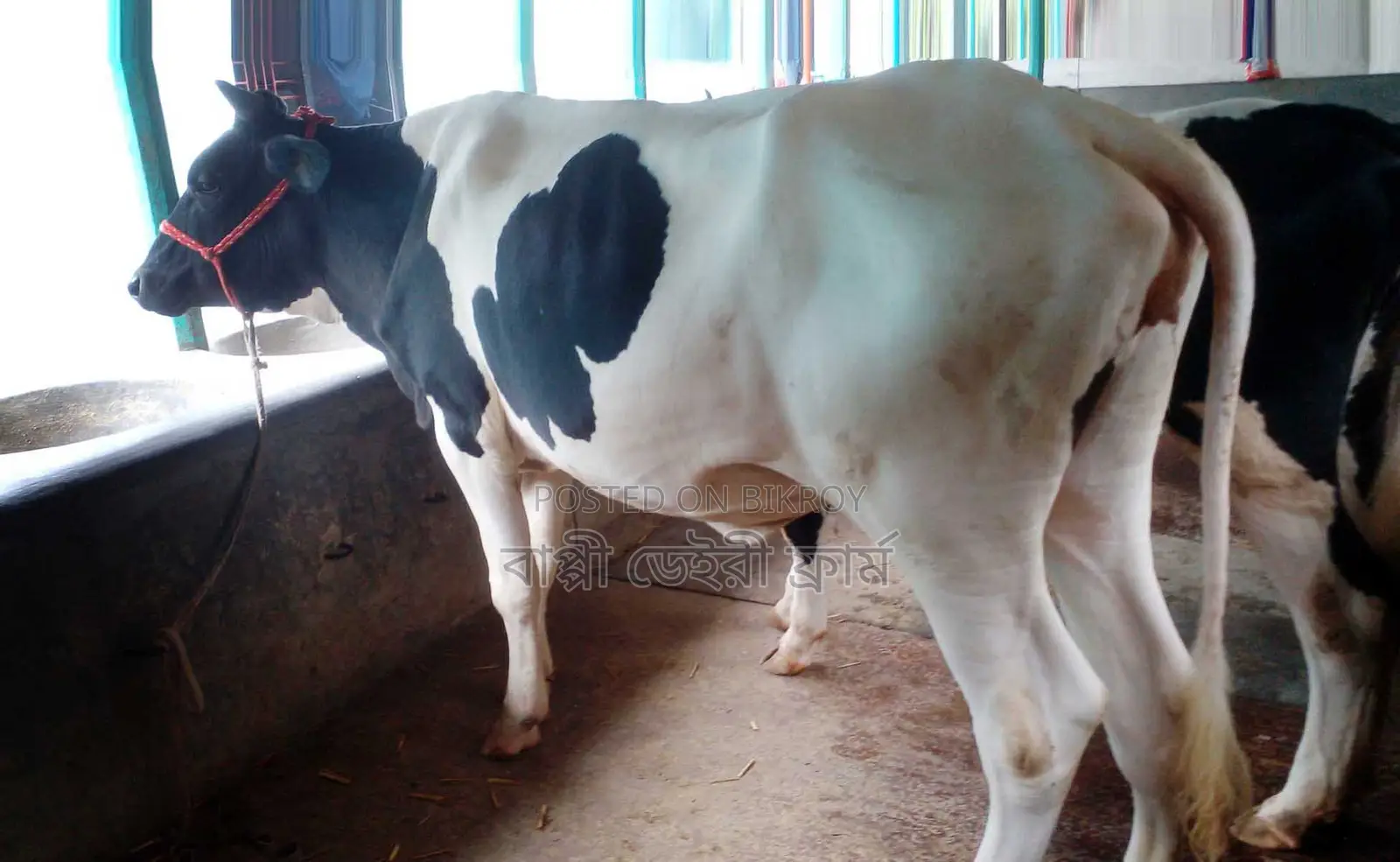No. 1446 Improved Breed Heifer.