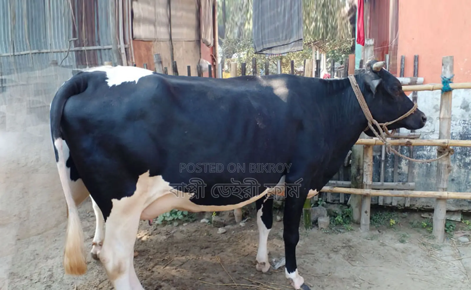 Cow number 1447 is for sale.