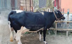 Cow number 1447 is for sale.