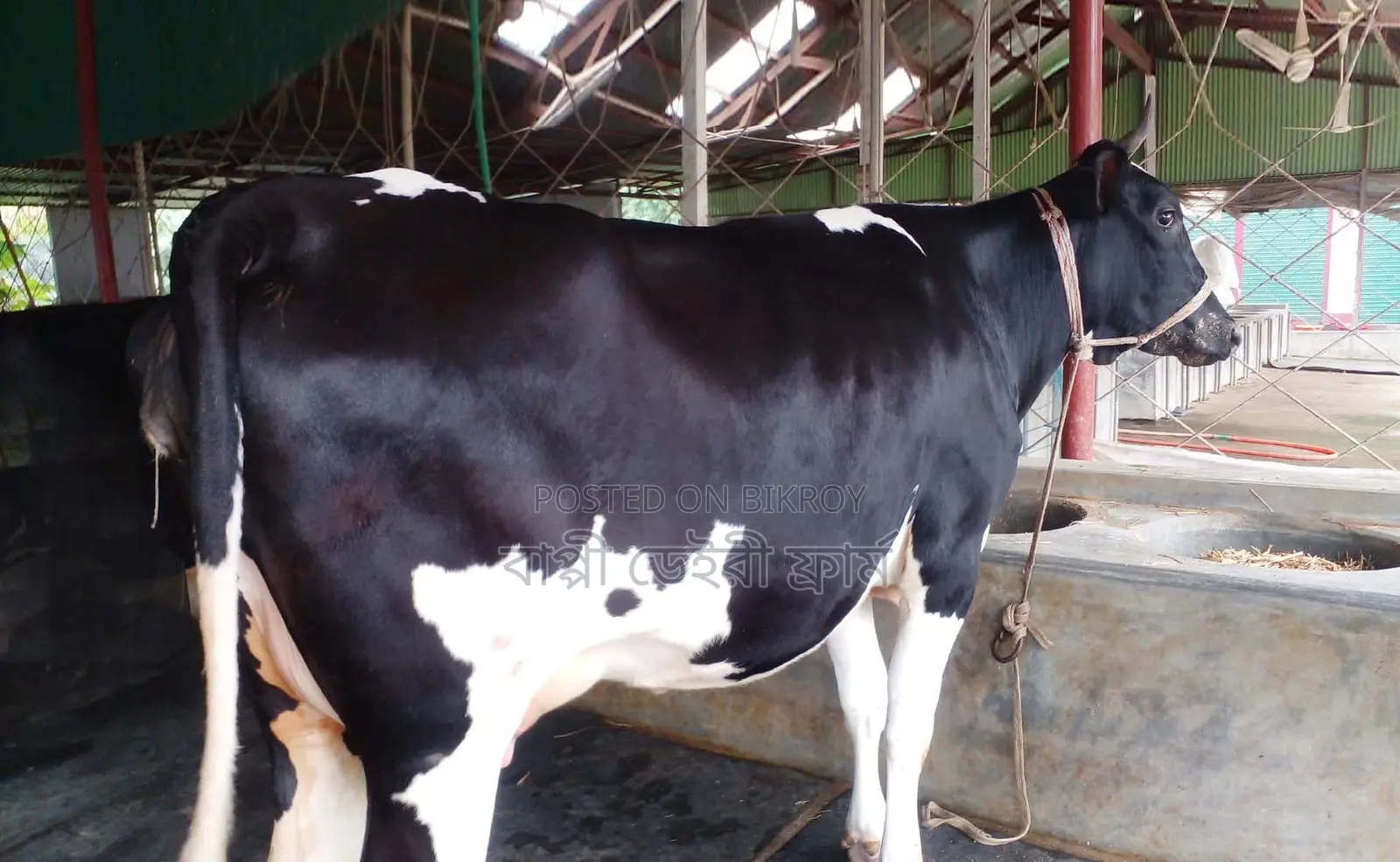 Cow No. 1448 for Sale.